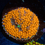 Orange FL Ricordea Mushroom - riptide aquaculture llc