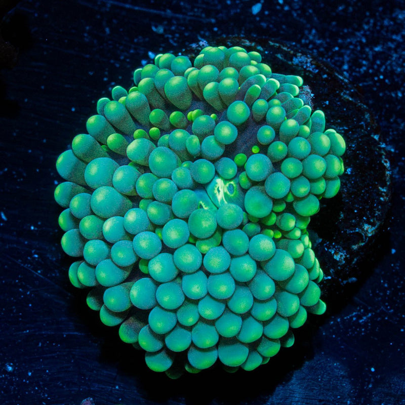 Green FL Ricordea Mushroom