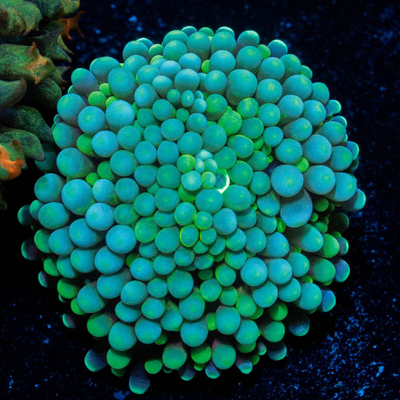 Green FL Ricordea Mushroom