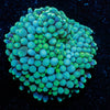 Green FL Ricordea Mushroom - riptide aquaculture llc