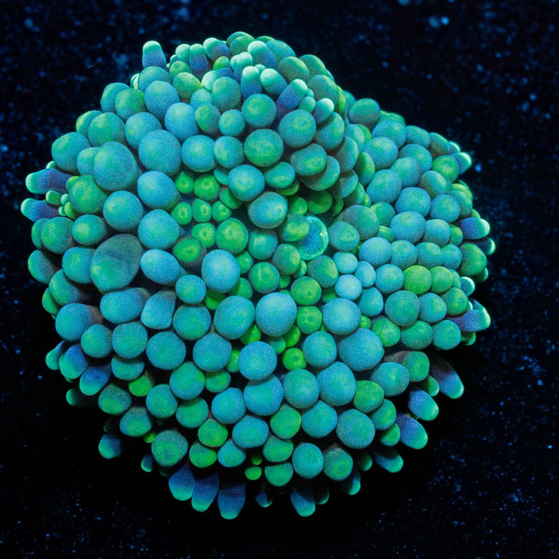 Green FL Ricordea Mushroom