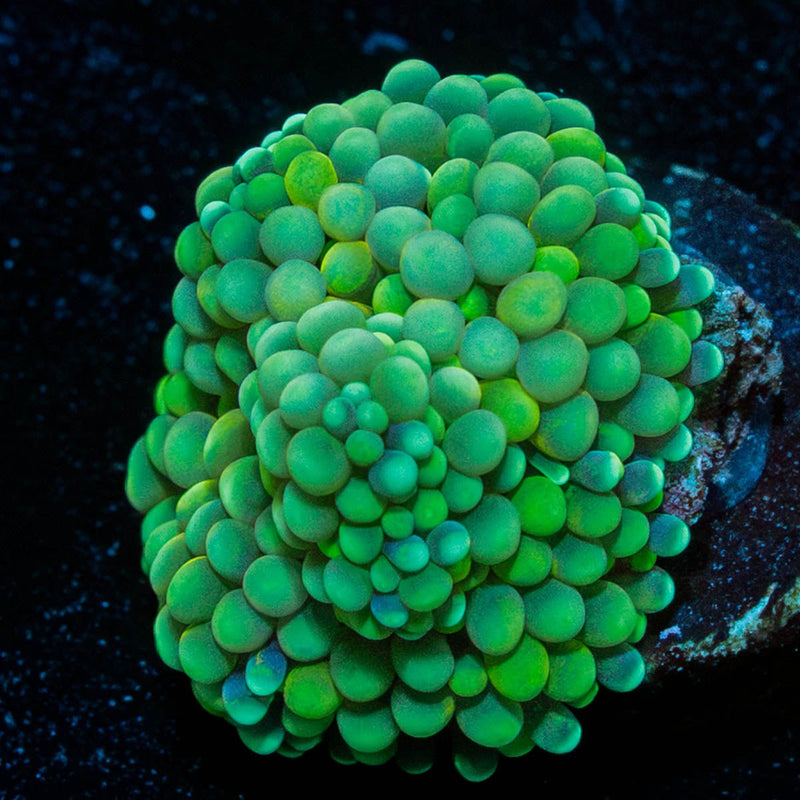 Green FL Ricordea Mushroom