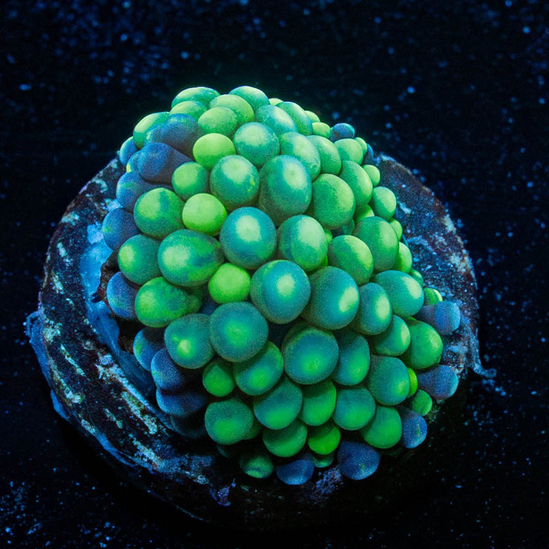 Green FL Ricordea Mushroom