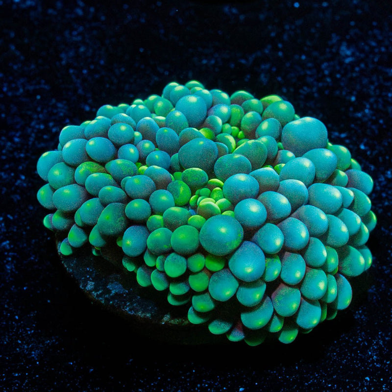Green FL Ricordea Mushroom