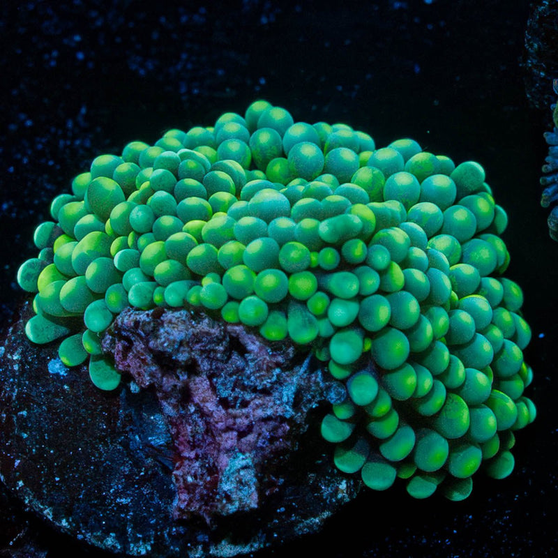 Green FL Ricordea Mushroom