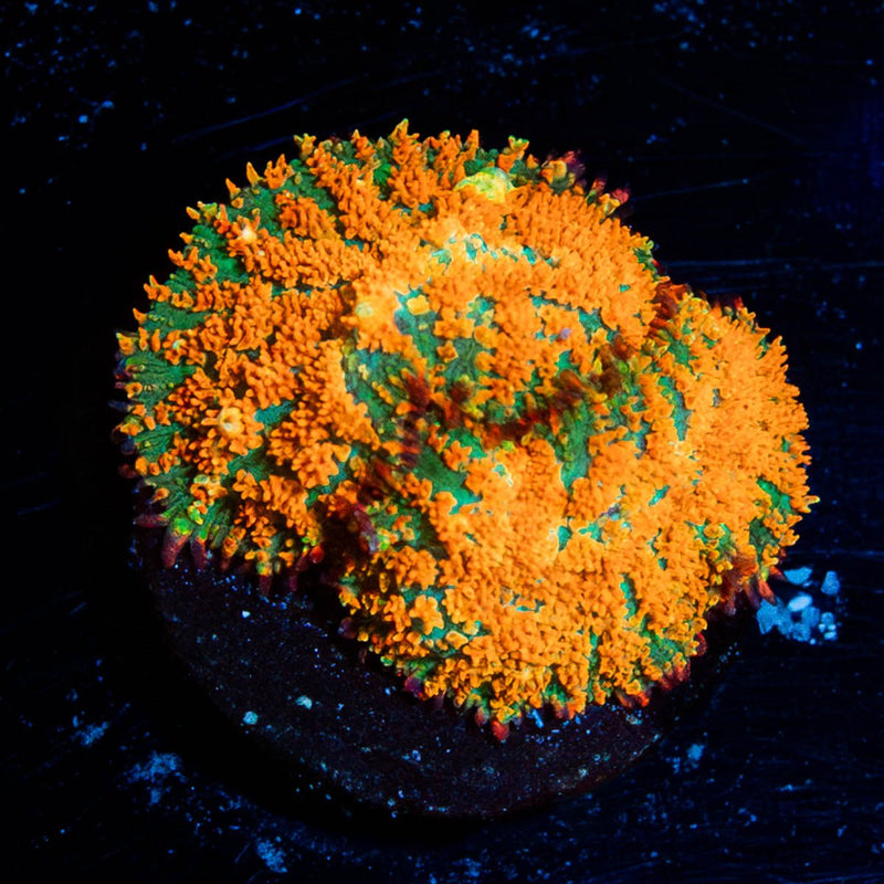 Atomic Fireball Mushroom