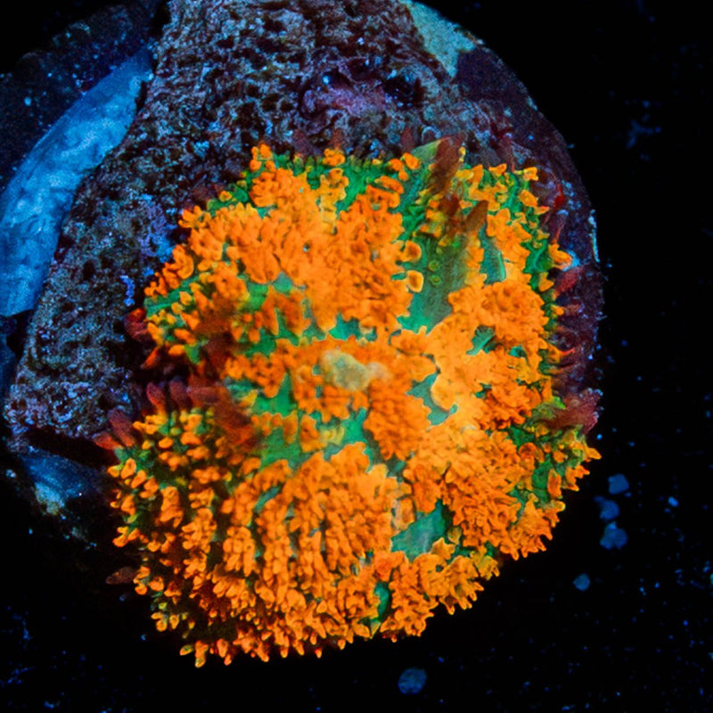 Atomic Fireball Mushroom