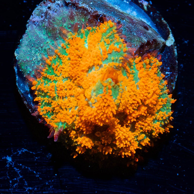 Atomic Fireball Mushroom
