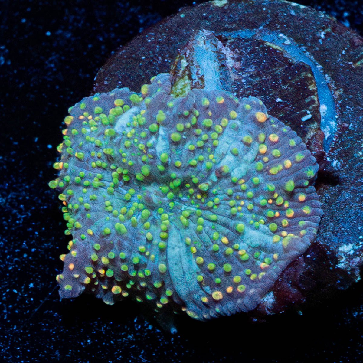 Lunar Interstellar Mushroom - riptide aquaculture llc