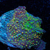 Rainbow Interstellar Mushroom - riptide aquaculture llc