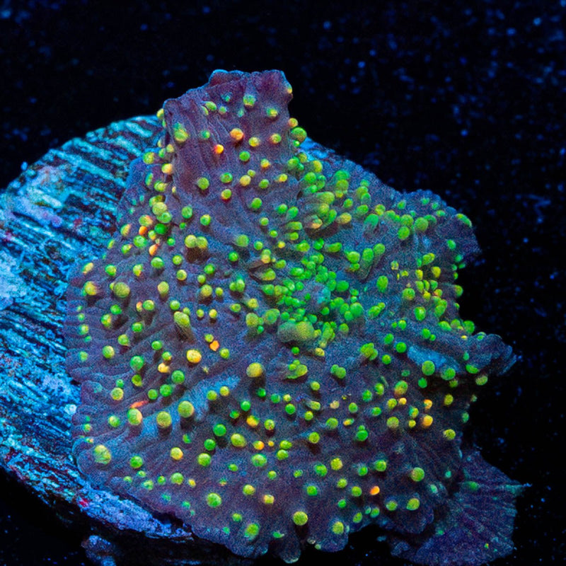 Rainbow Interstellar Mushroom
