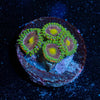 Lazer beams Zoanthids - riptide aquaculture llc