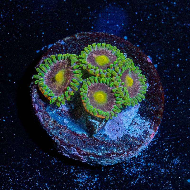 Lazer beams Zoanthids