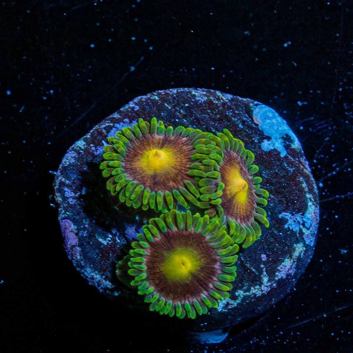 Lazer beams Zoanthids - riptide aquaculture llc