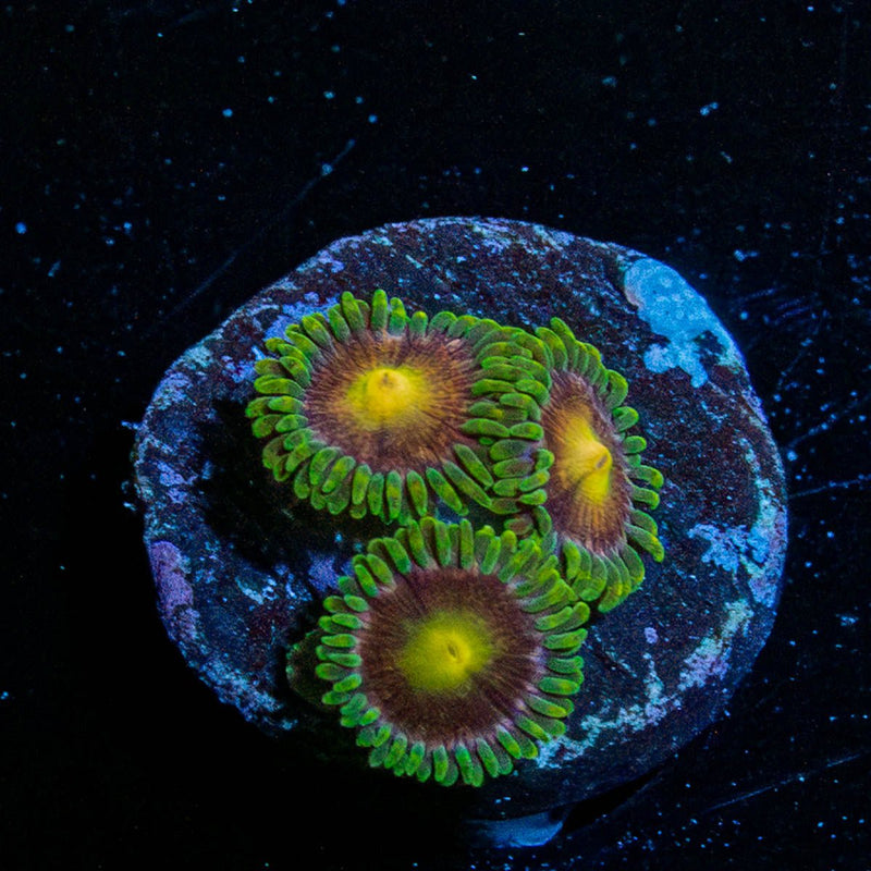 Lazer beams Zoanthids