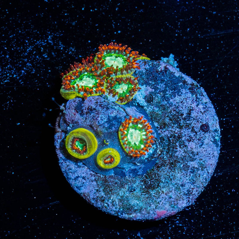 Valerian sTeels Zoanthid