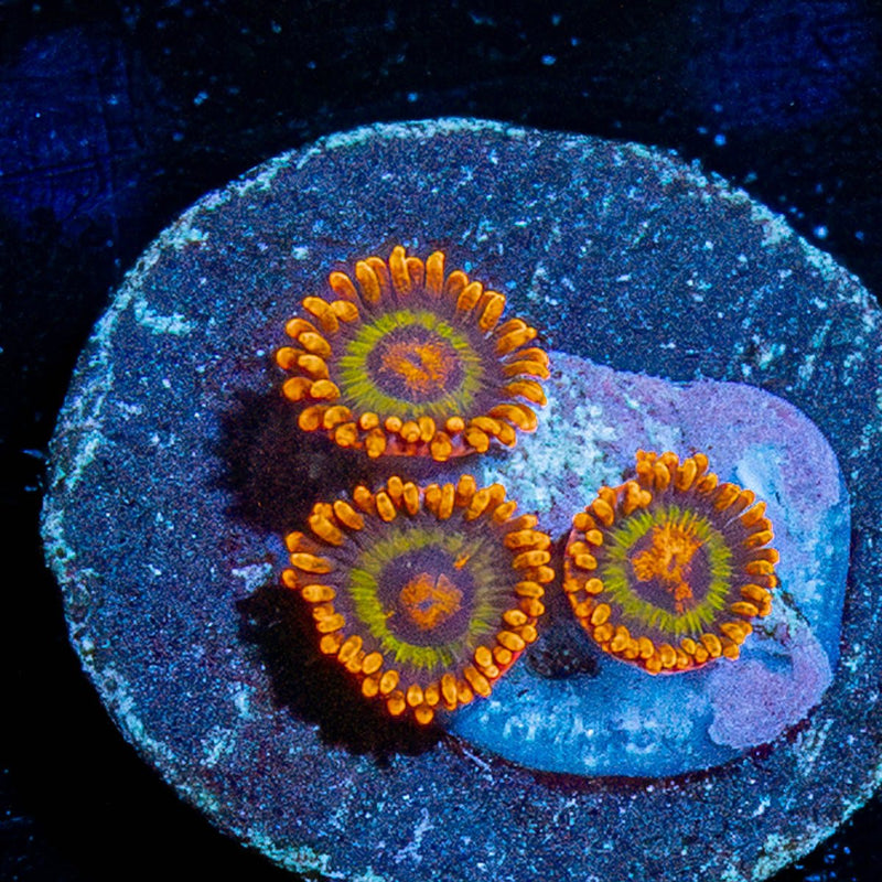 Fruit Loops Zoanthid