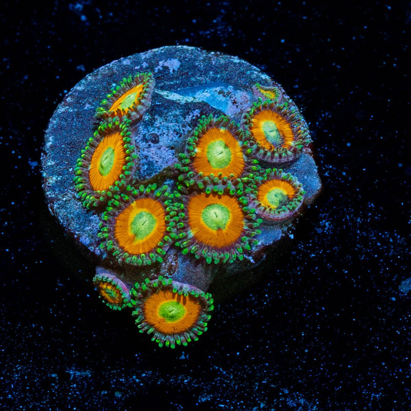 Taki Zoanthid