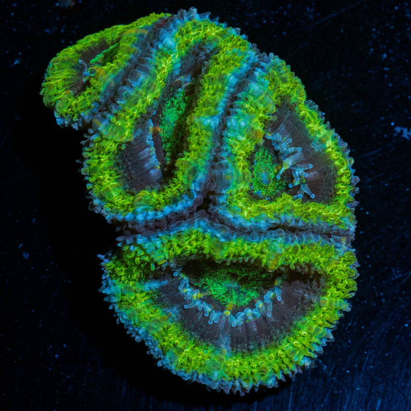 Green Acan / Micromussa