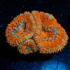 Red Acan / Micromussa - riptide aquaculture llc