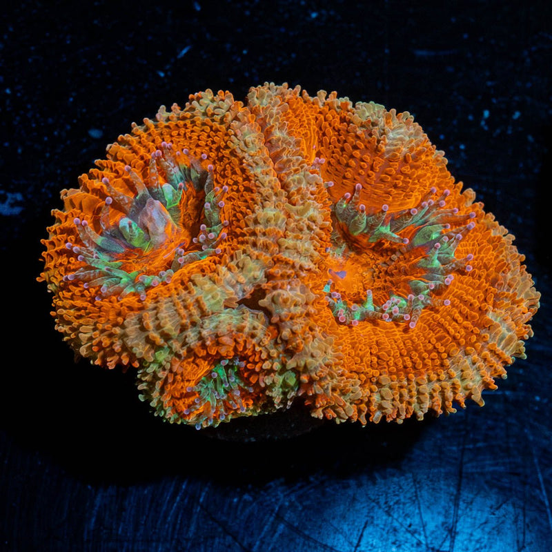 Red Acan / Micromussa