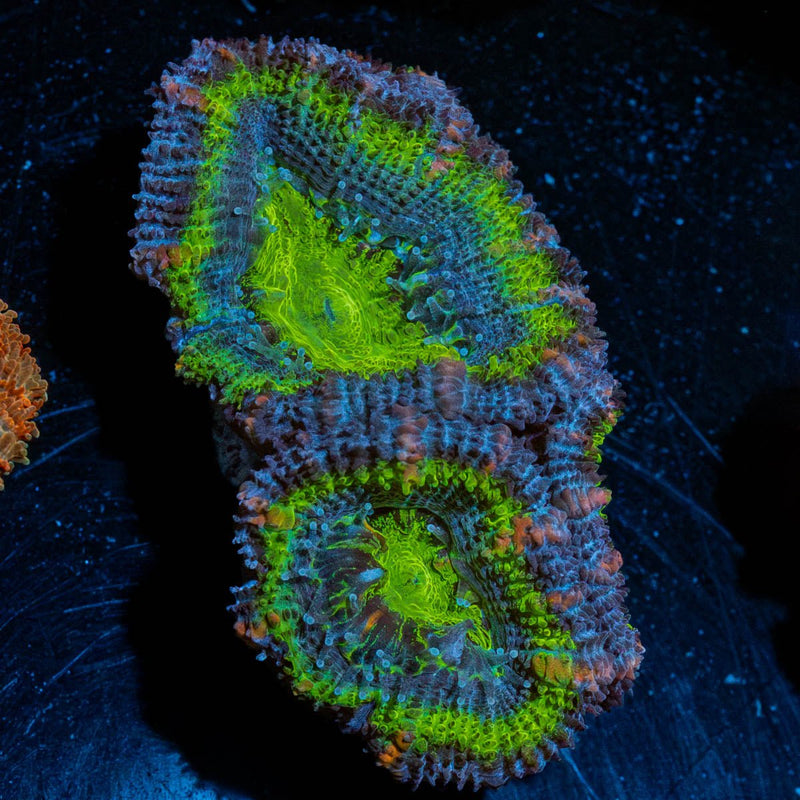 Green Acan / Micromussa