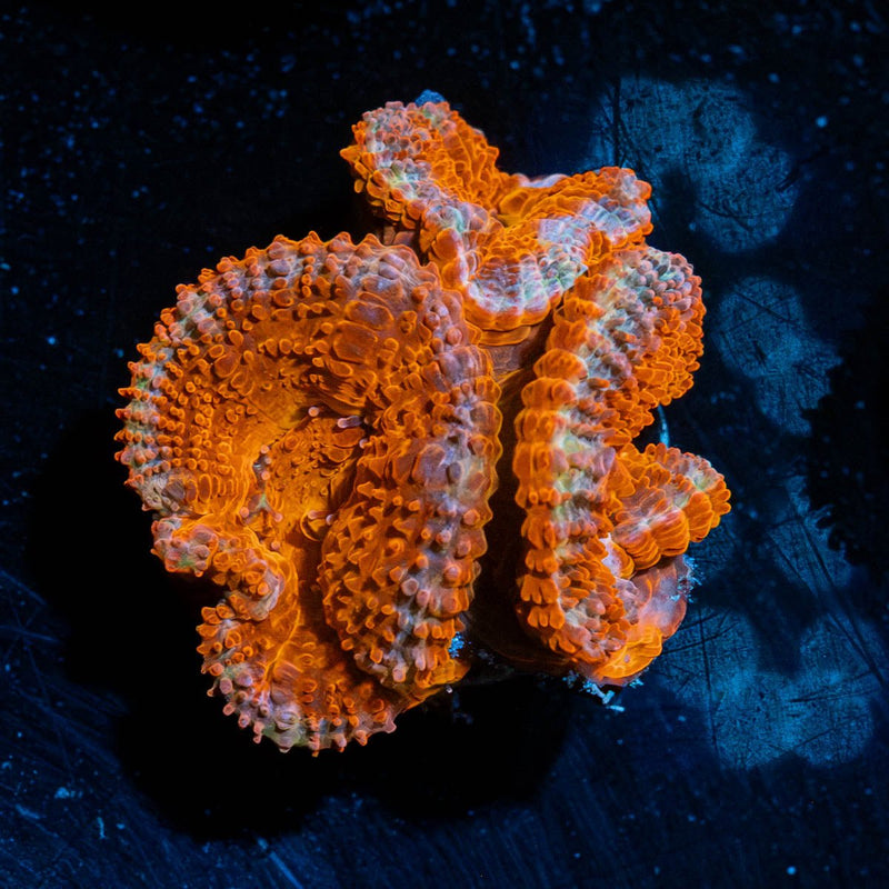 Red Acan / Micromussa