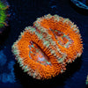 Red Acan / Micromussa - riptide aquaculture llc