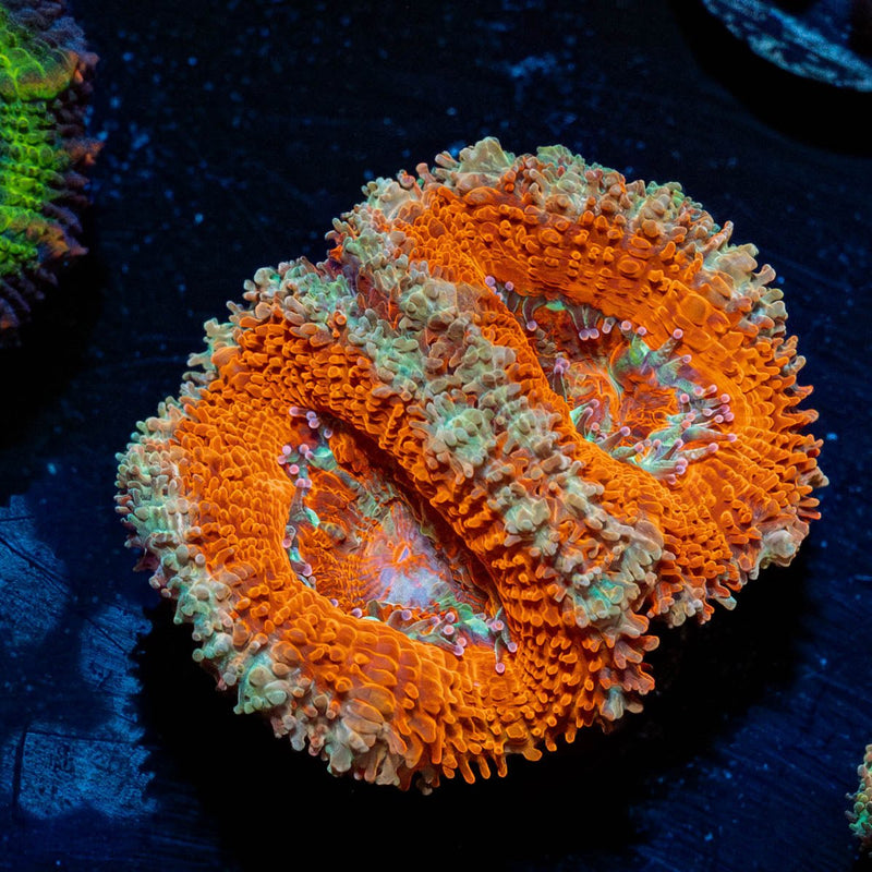 Red Acan / Micromussa