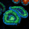 Green Acan / Micromussa - riptide aquaculture llc