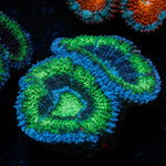 Green Acan / Micromussa - riptide aquaculture llc