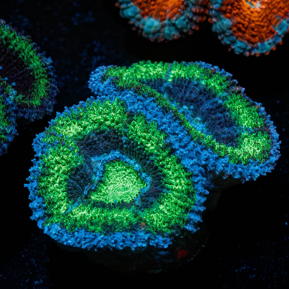 Green Acan / Micromussa - riptide aquaculture llc