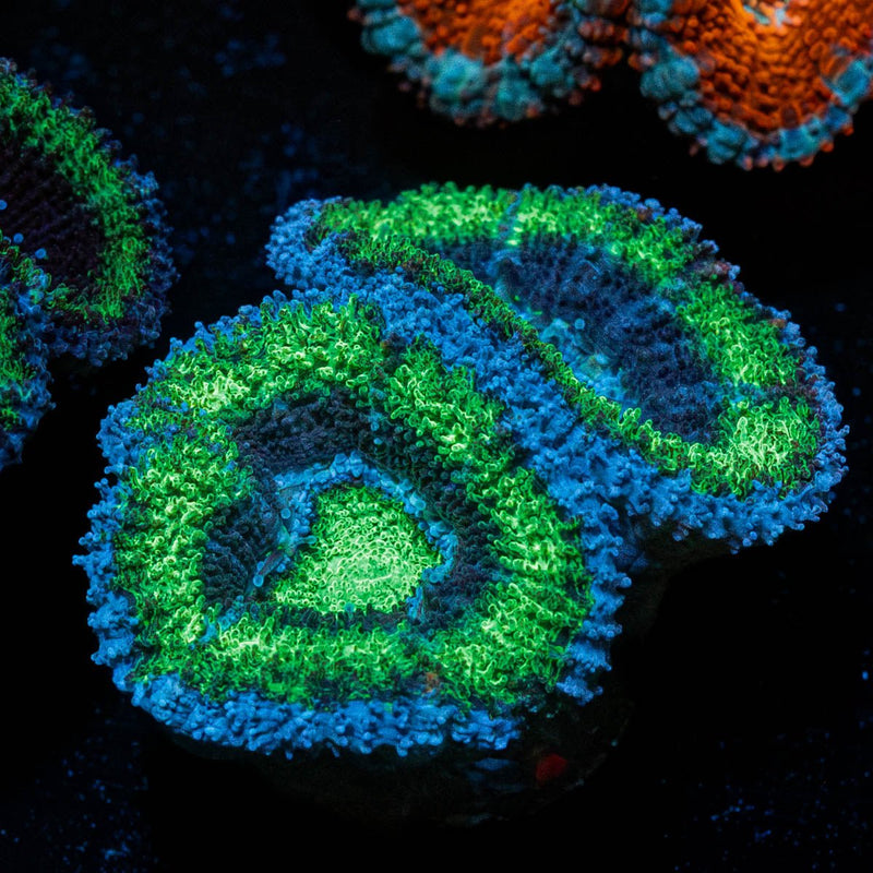 Green Acan / Micromussa
