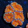 Red Acan / Micromussa - riptide aquaculture llc