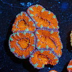 Red Acan / Micromussa - riptide aquaculture llc