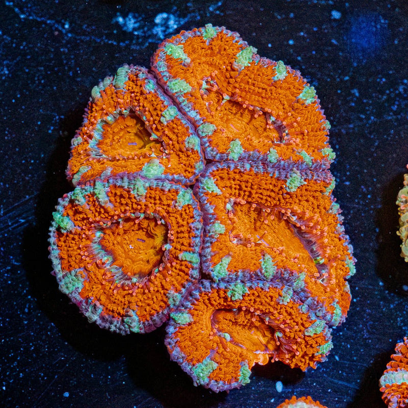 Red Acan / Micromussa