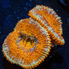 Red Acan / Micromussa - riptide aquaculture llc
