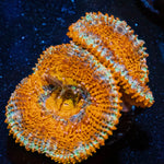 Red Acan / Micromussa - riptide aquaculture llc