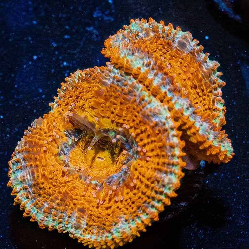 Red Acan / Micromussa