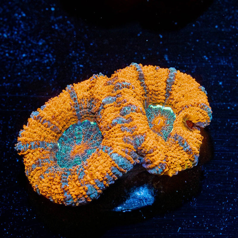 Tony the Tiger Micromussa