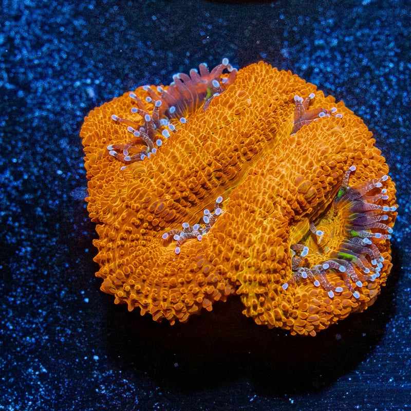 Red Acan / Micromussa