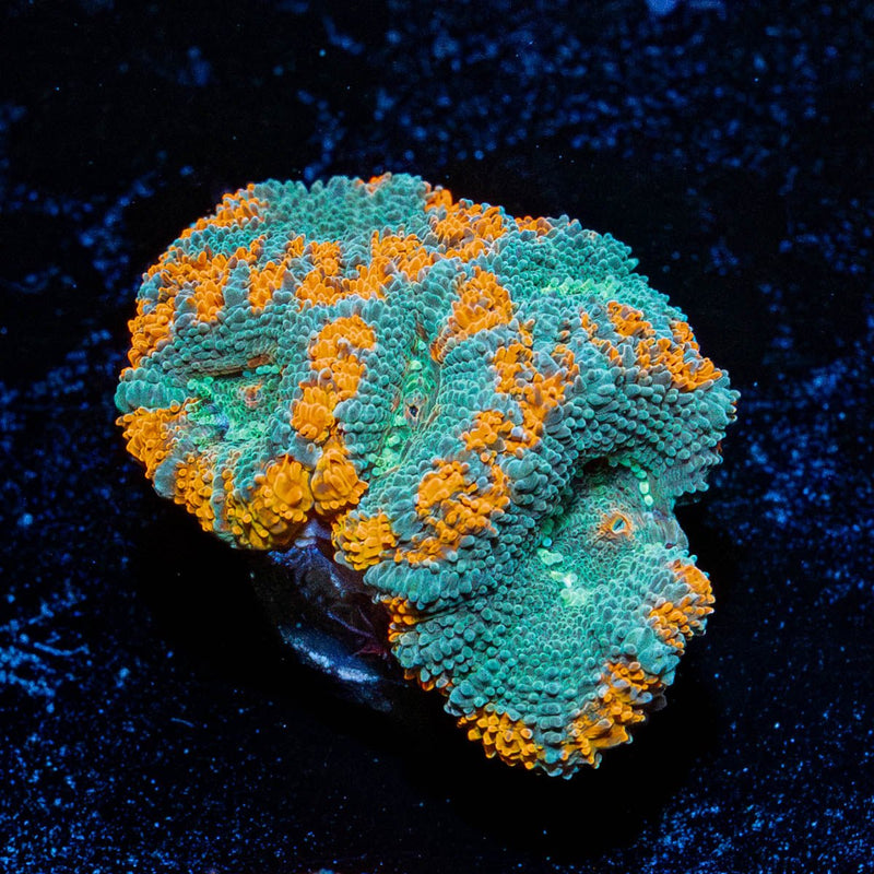 Tony the Tiger Micromussa