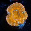 Red Acan / Micromussa - riptide aquaculture llc