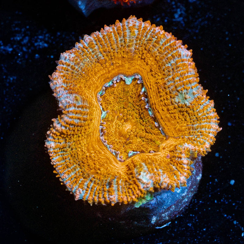 Red Acan / Micromussa