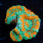 Tony the Tiger Micromussa - riptide aquaculture llc