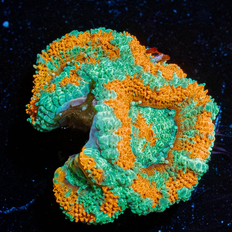 Tony the Tiger Micromussa