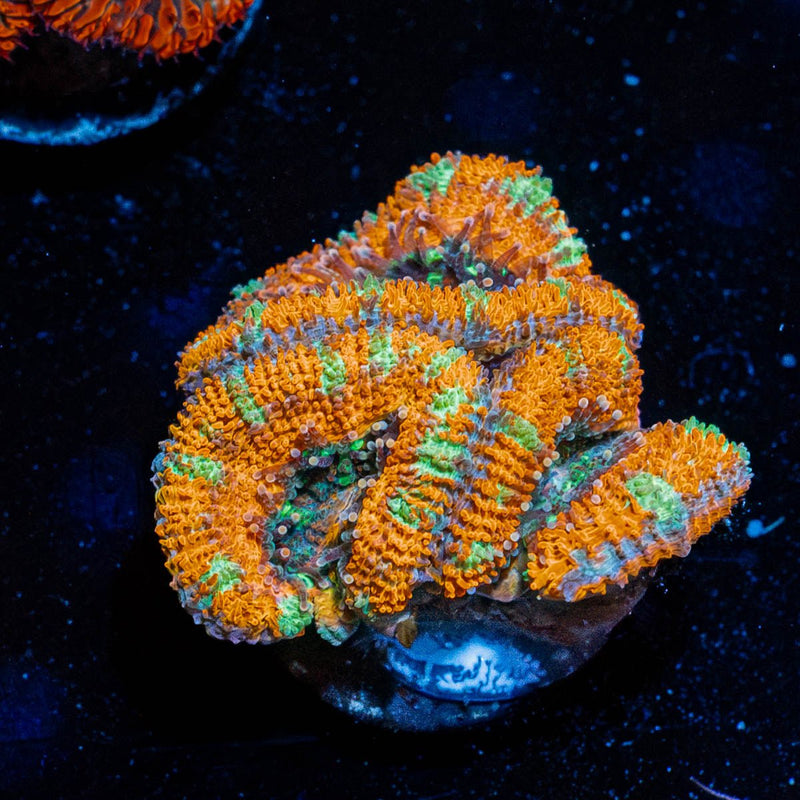 Red Acan / Micromussa