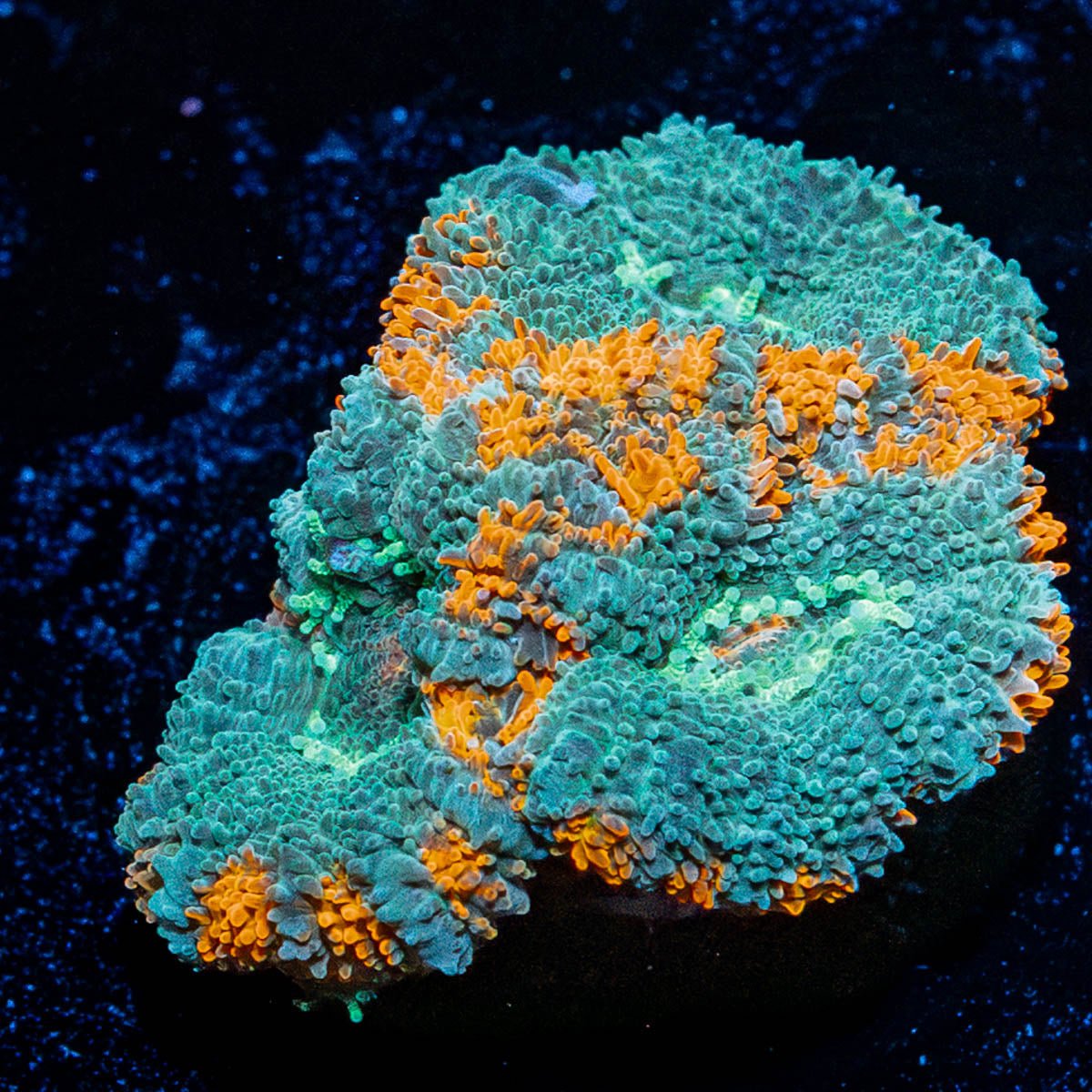 Tony the Tiger Micromussa - riptide aquaculture llc