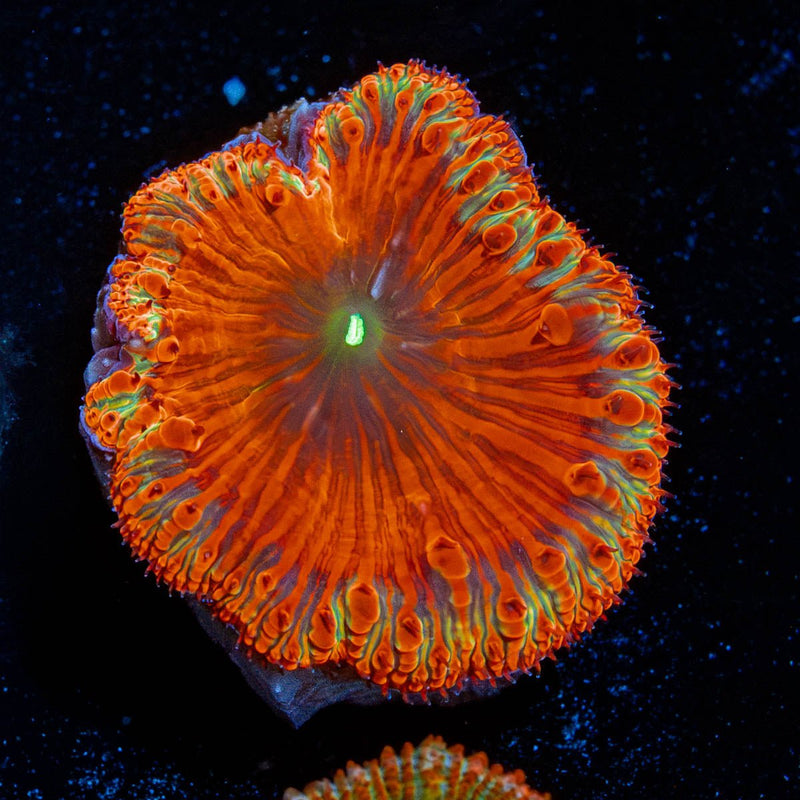Red Rum Blastomussa