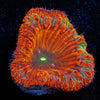 Red Rum Blastomussa - riptide aquaculture llc